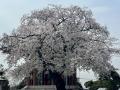 近所でお花見。池上本門寺