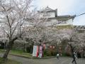 津山城跡（鶴山公園）で花見