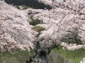 桜パトロール　琵琶湖疎、三井寺