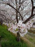 【ここにだけお出掛け】見納めの花見になるかな? <梅田川河畔>