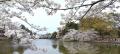 大宮の桜、満開でした　2024