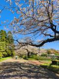 シニアトラベラー！神代植物公園お花見・深大寺・阿佐ヶ谷神明宮満喫の旅③