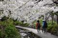 渋川の桜散歩 2024 ～武蔵小杉・元住吉の桜並木～（川崎）