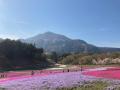 羊山公園の桜と芝桜