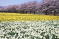 水仙と桜のコラボレーション！「岩井親水公園」