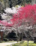 長瀞桜まつり～長瀞ラインくだり～浦山ダム探訪