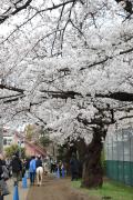 目黒区内の桜を愛でながらお散歩2024年4月
