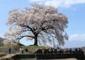 山梨桜旅・・わに塚の一本ザクラを訪ねて、神の湯温泉に宿泊です。