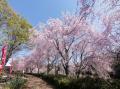 ’２４　茨城花＆かき氷さんぽ１　常陸風土記の丘の枝垂れ桜