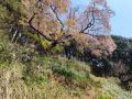 【大山登山・大山桜】伊勢原に桜を見に行きました。軽い登山というよりハイキングですが。