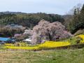 桜ツアーの2日目。今日はサクラに会えるでしょうか？