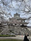 びわ湖北部の桜