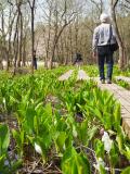 2024 「　雪割草　＆　水芭蕉　」の旅＜ 新潟県長岡市・柏崎市・五泉市 ＞