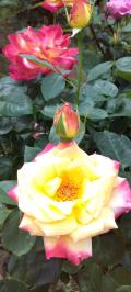 与野公園のバラは美しい！