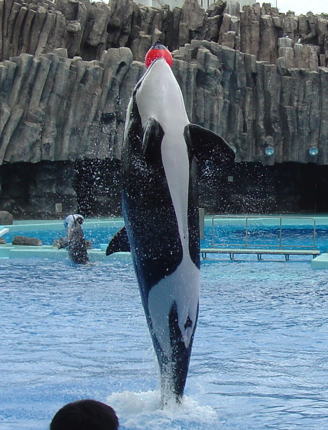 名古屋港水族館夏バージョン 愛知県の旅行記 ブログ By ３８うさぎさん フォートラベル