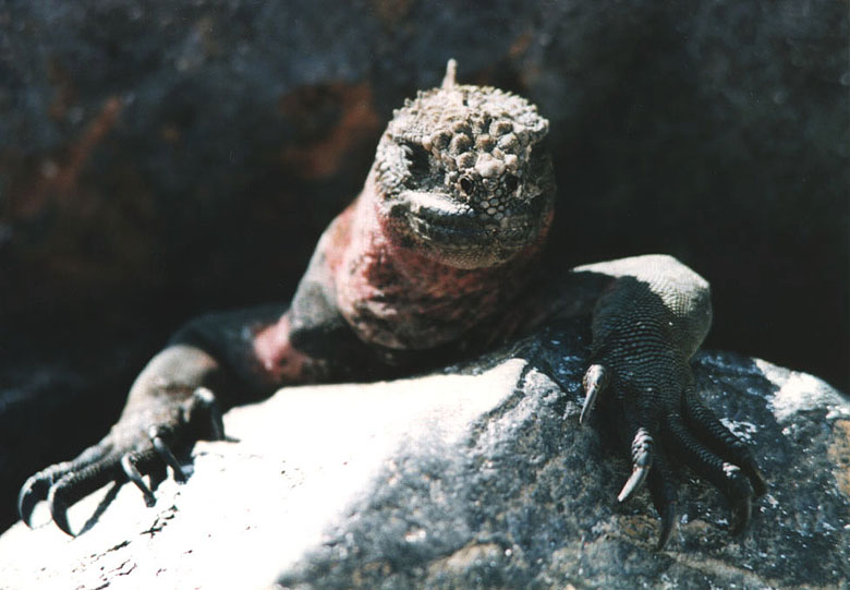 ガラパゴス諸島 エスパニョーラ フード 島 編 ガラパゴス エクアドル の旅行記 ブログ By Jtbさん フォートラベル ガラパゴス諸島 エスパニョーラ フード 島 編 ガラパゴス エクアドル の旅行記 ブログ By Jtbさん フォートラベル
