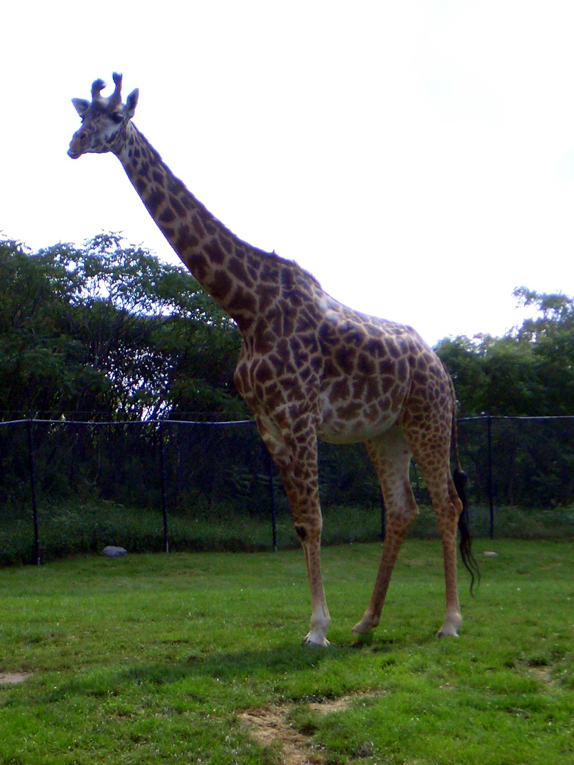トロント動物園 トロント カナダ の旅行記 ブログ By さすらいの酒飲みさん フォートラベル トロント動物園 トロント カナダ の旅行記 ブログ By さすらいの酒飲みさん フォートラベル