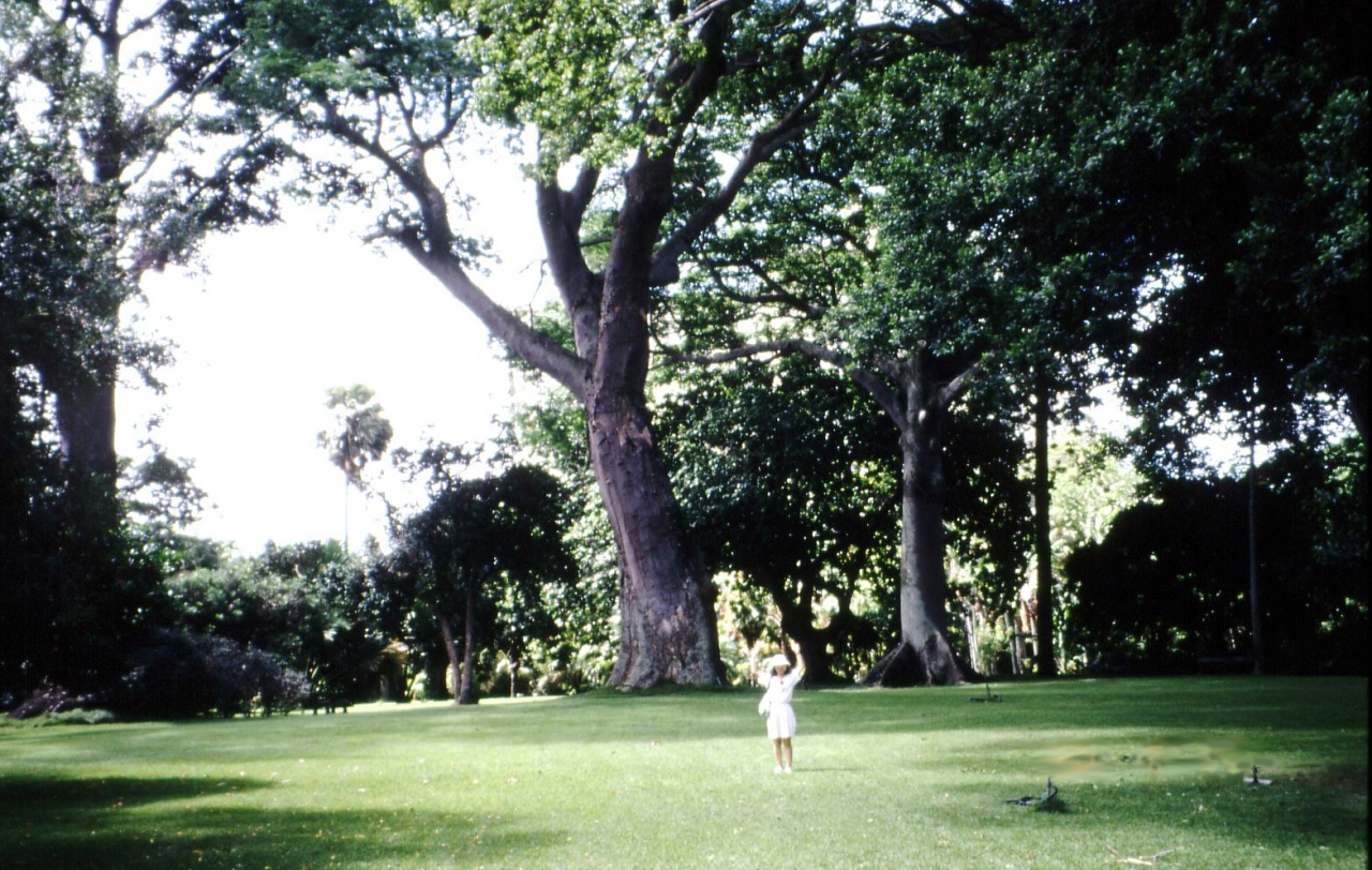ホノルルのフォスター植物園を訪ねて ホノルル ハワイ の旅行記 ブログ By Alcatさん フォートラベル ホノルルのフォスター植物園を訪ねて ホノルル ハワイ の旅行記 ブログ By Alcatさん フォートラベル