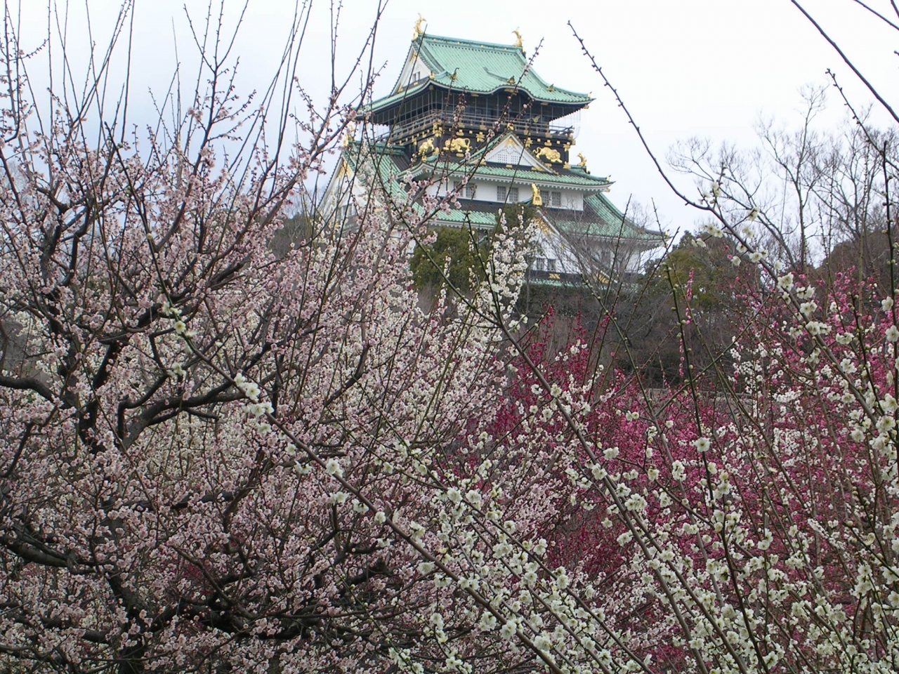 大阪 城 梅