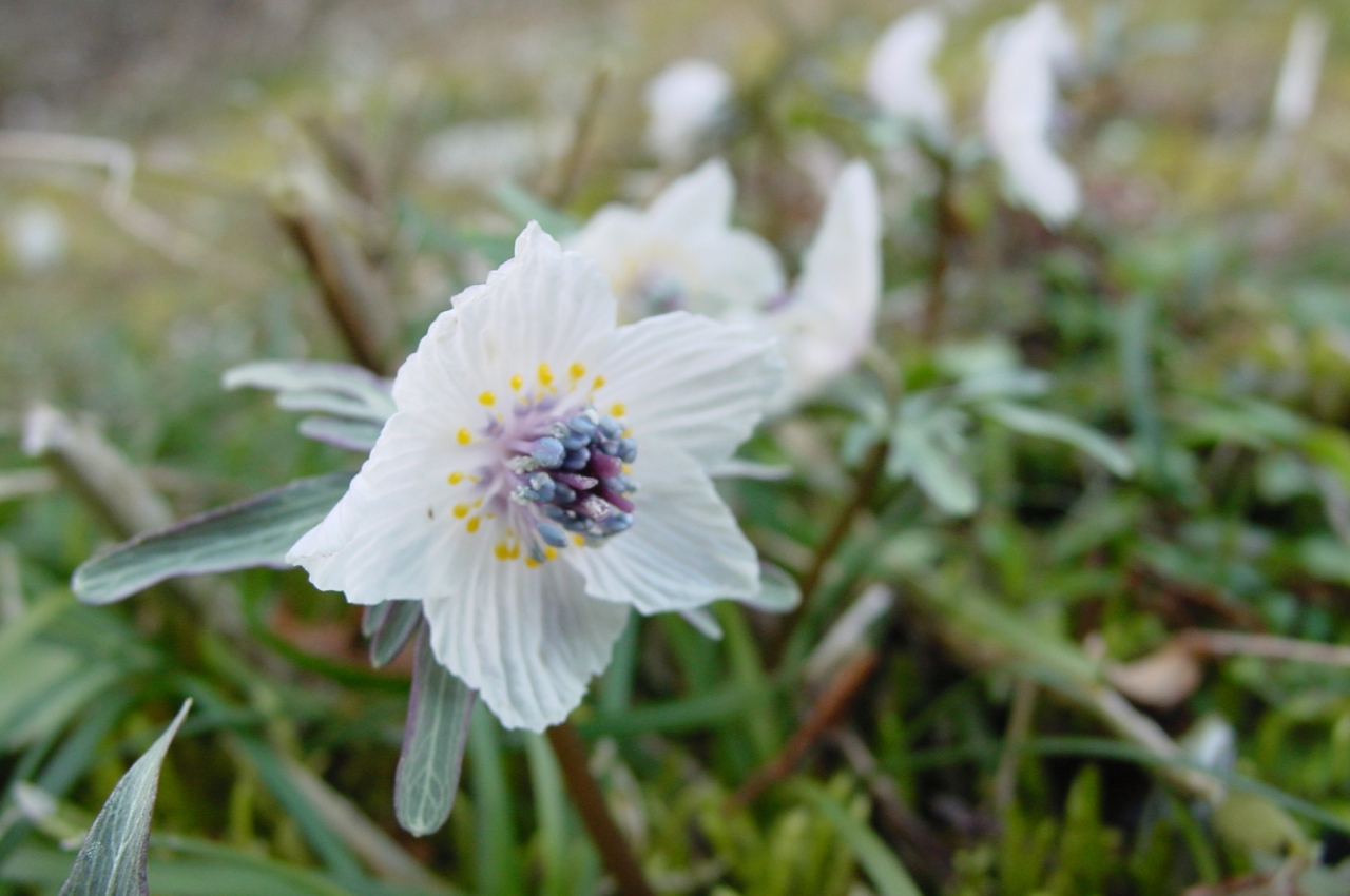 節分草 総領町の宝物 ー 05年3月5日 庄原 広島県 の旅行記 ブログ By Midnight Mamyさん フォートラベル 節分草 総領町の宝物 ー 05年3月5日 庄原 広島県 の旅行記 ブログ By Midnight Mamyさん フォートラベル
