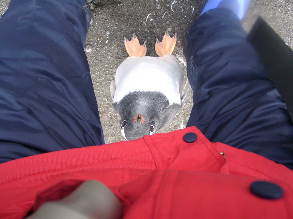 南極半島でペンギンと戯れ海中天然温泉へ入る旅 南極大陸の旅行記 ブログ By 南極狂の放浪者さん フォートラベル