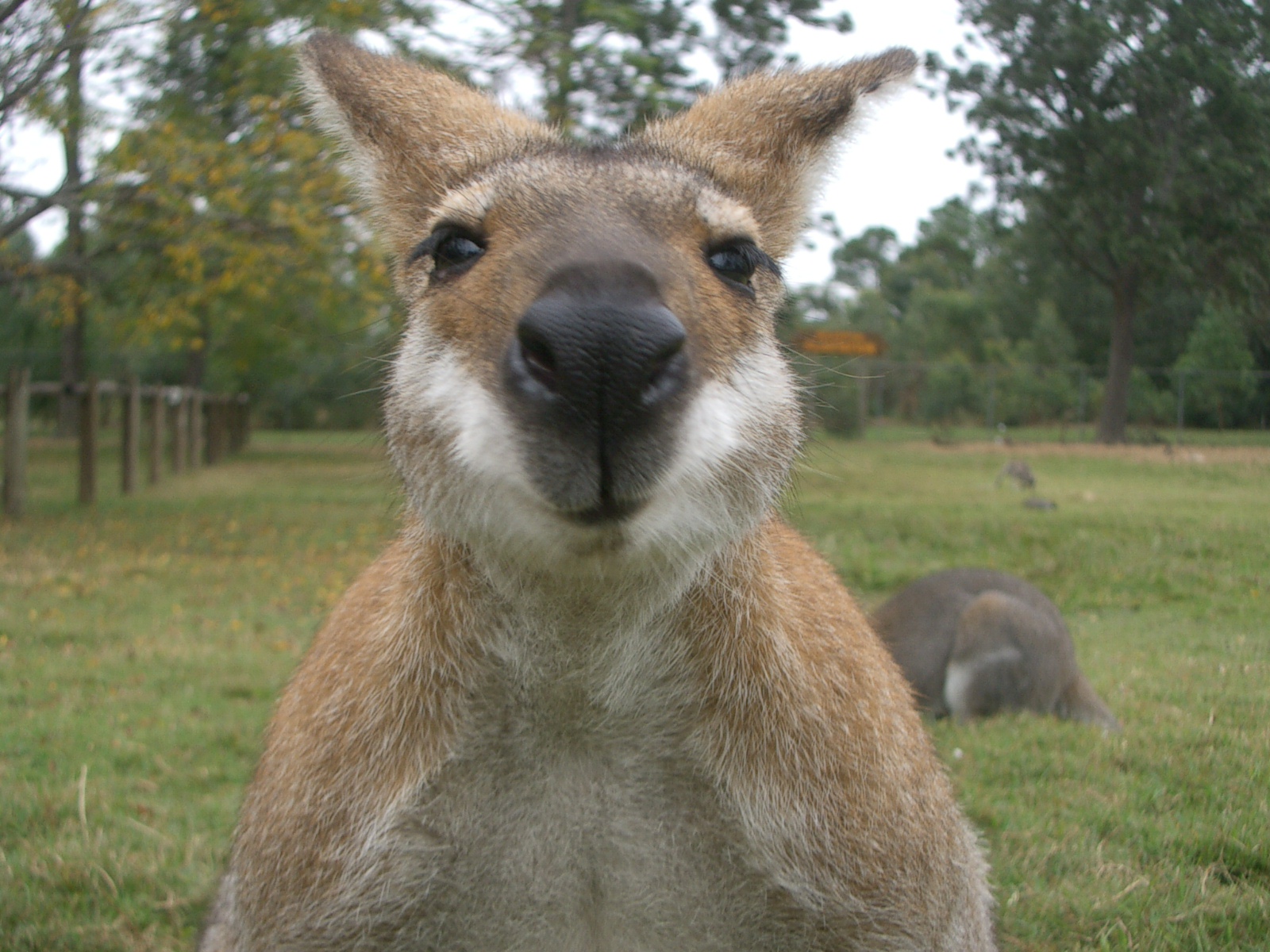 Brisbane市内とカンガルー コアラ ブリスベン オーストラリア の旅行記 ブログ By Ai Worldtravelさん フォートラベル Brisbane市内とカンガルー コアラ ブリスベン オーストラリア の旅行記 ブログ By Ai Worldtravelさん フォートラベル