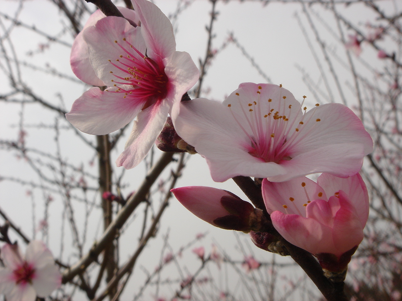 アーモンドの花 静岡県の旅行記 ブログ By 陽さん フォートラベル