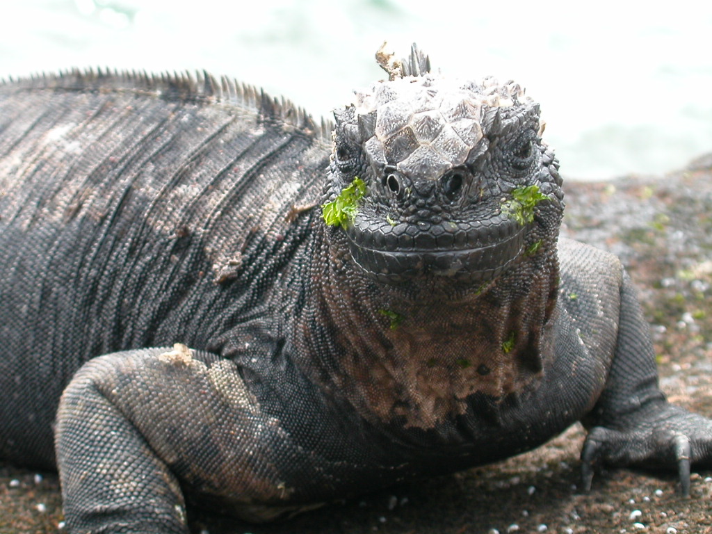 ガラパゴス諸島 悠久の大自然に抱かれて Part ガラパゴス エクアドル の旅行記 ブログ By Chihiroさん フォートラベル ガラパゴス諸島 悠久の大自然に抱かれて Part ガラパゴス エクアドル の旅行記 ブログ By Chihiroさん フォートラベル