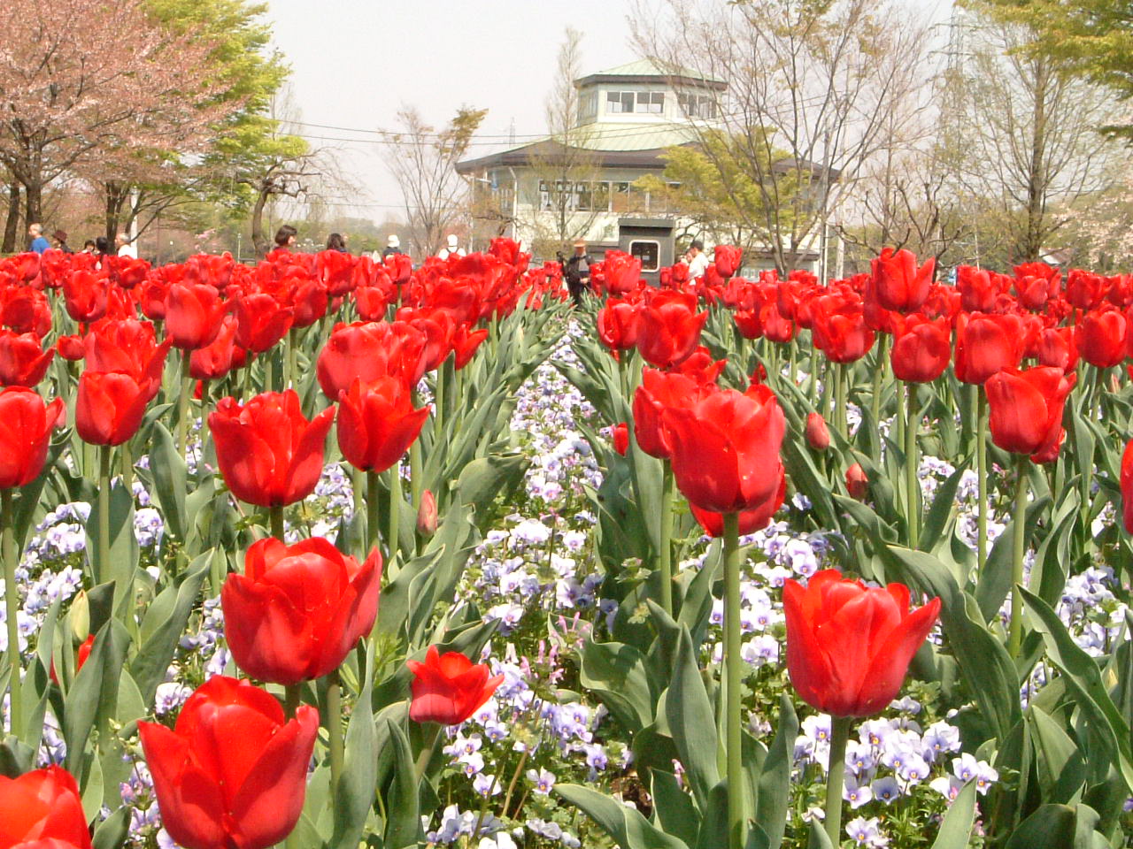 大宮花の丘のお花畑 埼玉県の旅行記 ブログ By つーさん フォートラベル