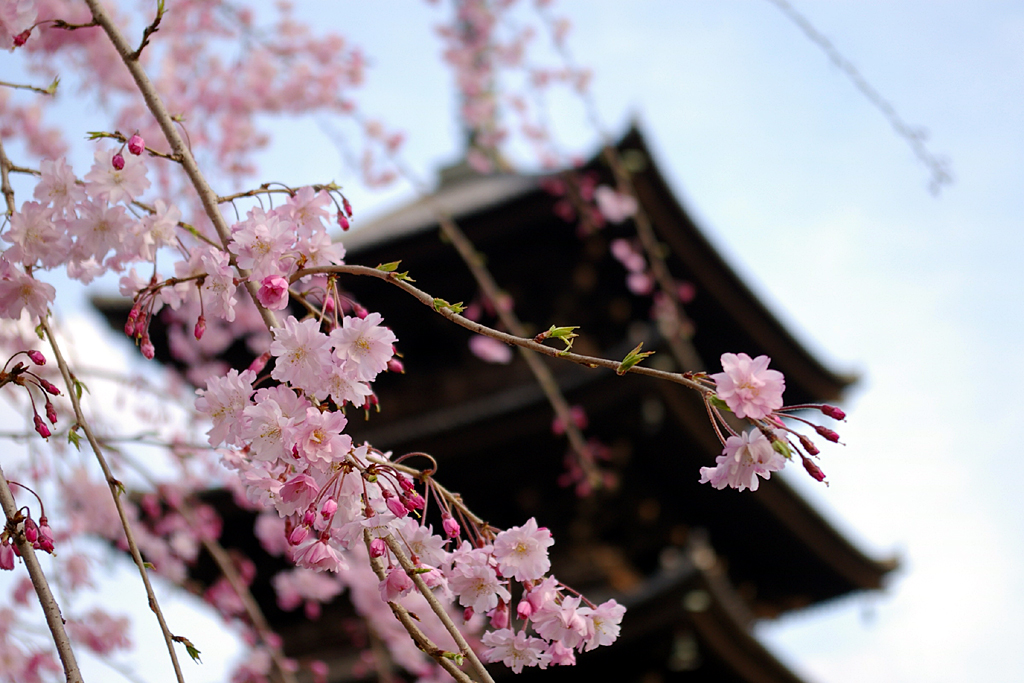 京都１２ 東寺の桜 京都駅周辺 京都 の旅行記 ブログ By どーもくんさん フォートラベル