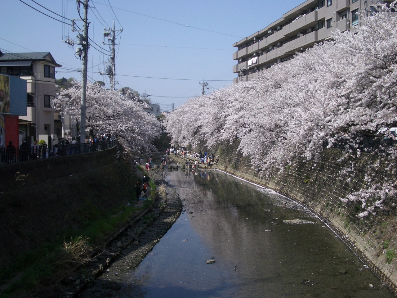 大岡川沿いの桜 神奈川県の旅行記 ブログ By Tawassanさん フォートラベル 大岡川沿いの桜 神奈川県の旅行記 ブログ By Tawassanさん フォートラベル