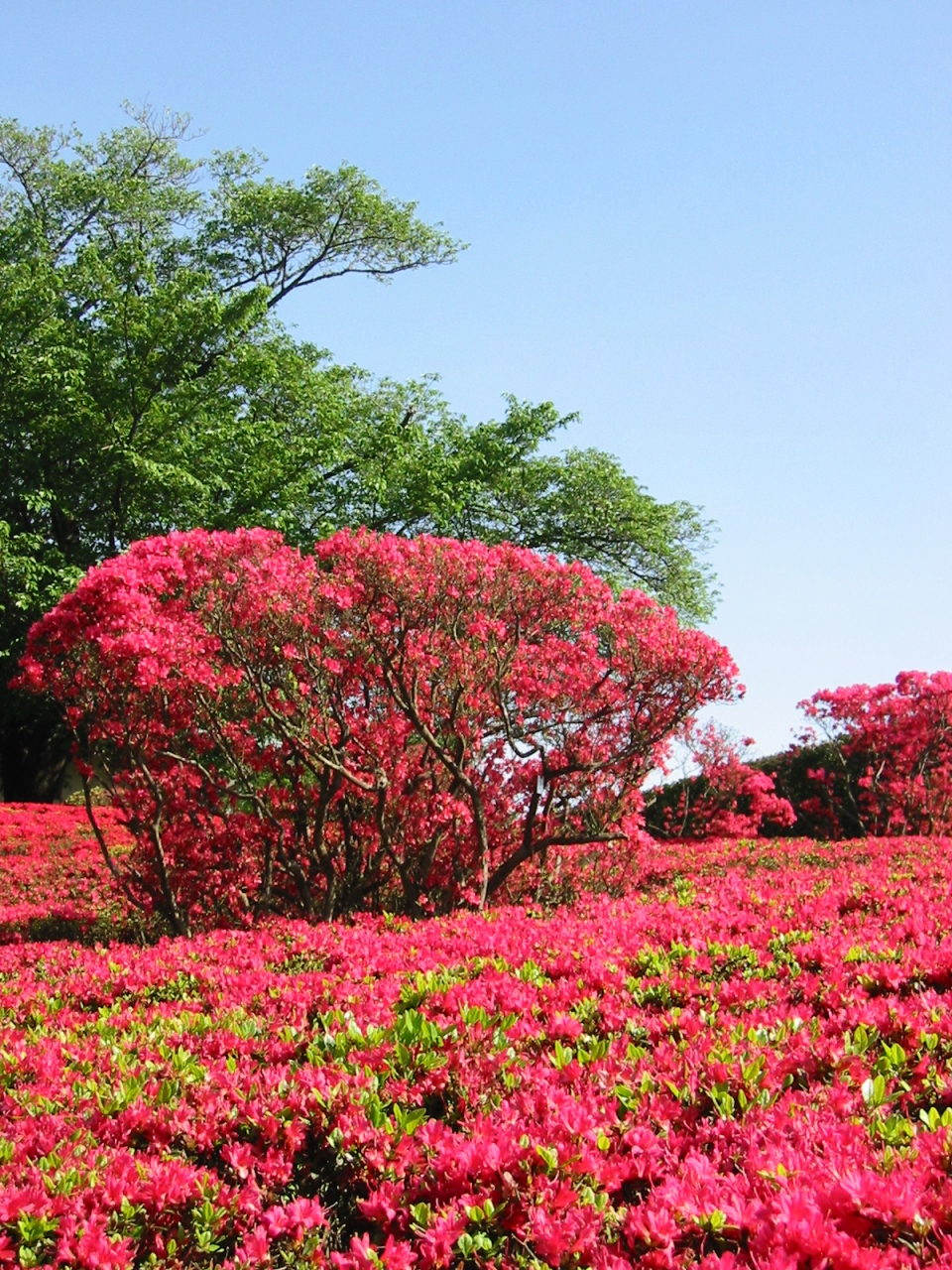 薫風の佐倉散歩 花便り クルメツツジ フジ等 佐倉 四街道 千葉県 の旅行記 ブログ By マキタンさん フォートラベル 薫風の佐倉散歩 花便り クルメツツジ フジ等 佐倉 四街道 千葉県 の旅行記 ブログ By マキタンさん フォートラベル