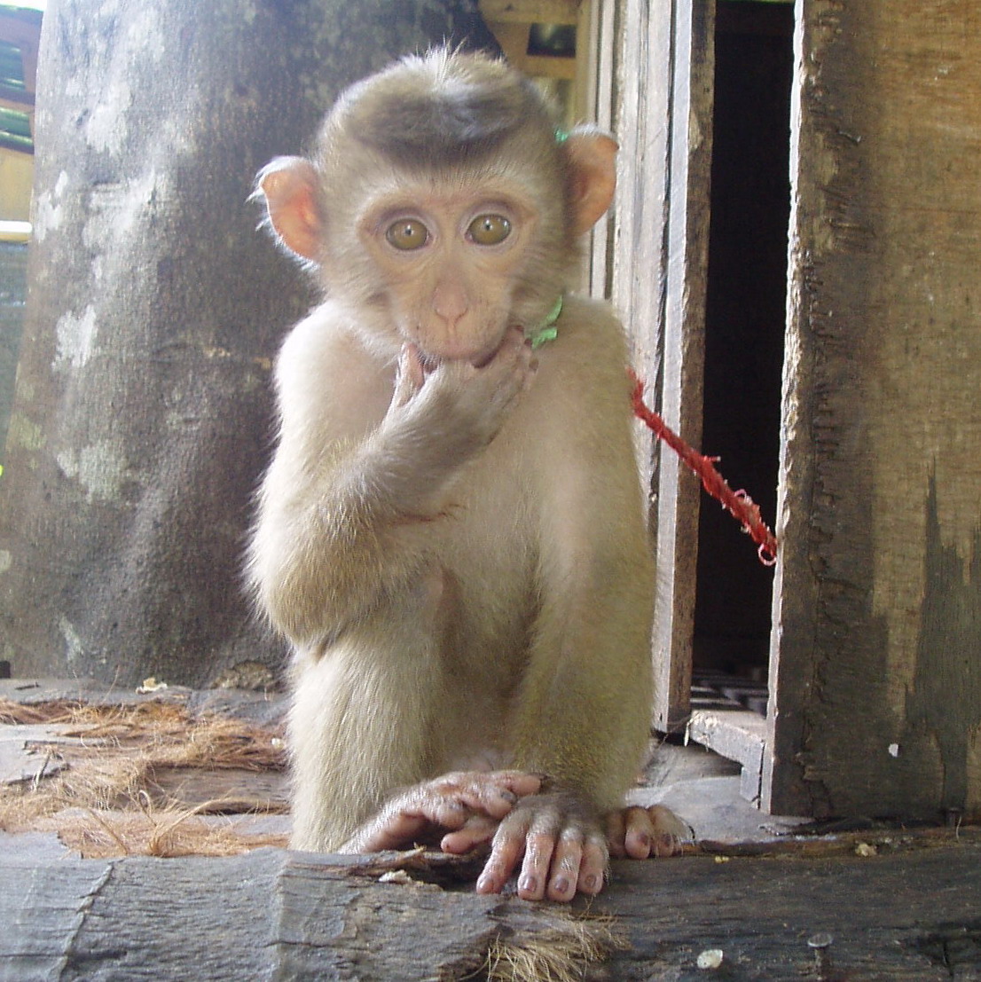 チェンマイは最高に面白い 90 メーリムの猿の学校は少々ドラマを感じるかもね チェンマイ タイ の旅行記 ブログ By Adsawinさん フォートラベル