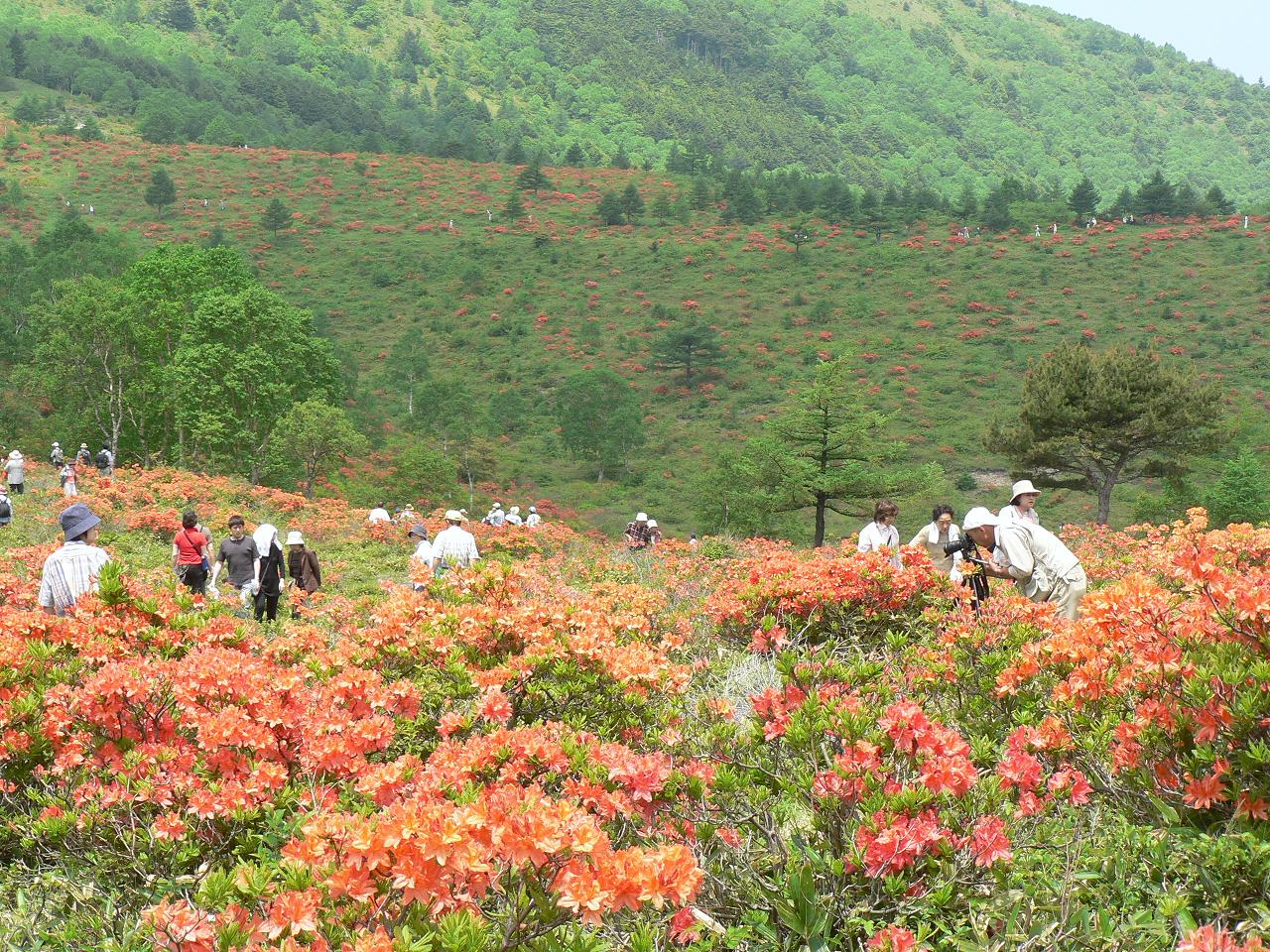 北信州 湯の丸高原 のレンゲツツジ 長野県の旅行記 ブログ By 陽さん フォートラベル