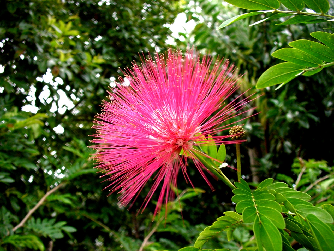 ケアンズの旅で出会った花 植物達 ケアンズ オーストラリア の旅行記 ブログ By Alcatさん フォートラベル