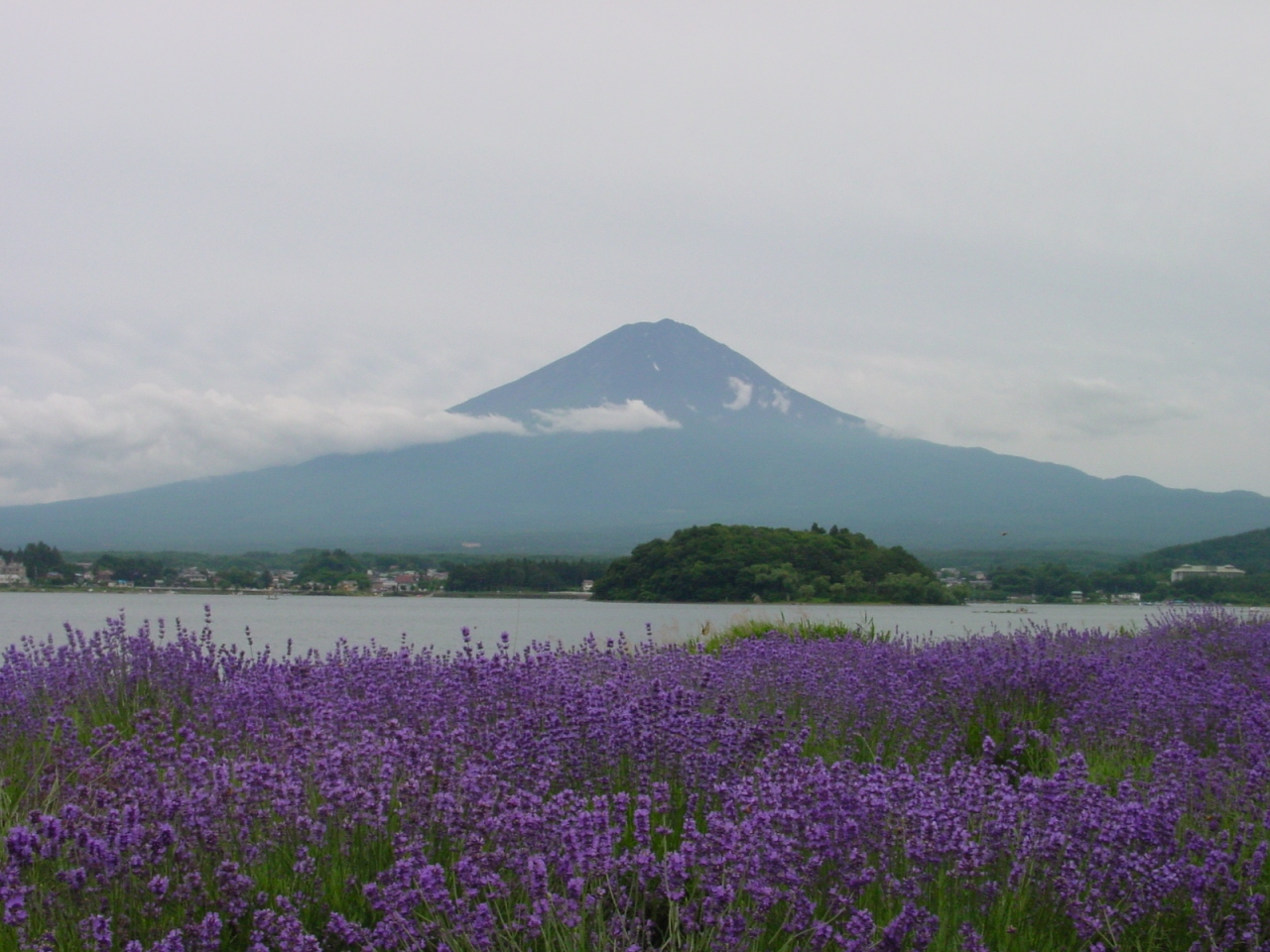 ラベンダー色の風に吹かれて 山梨県の旅行記 ブログ By あずきさん フォートラベル