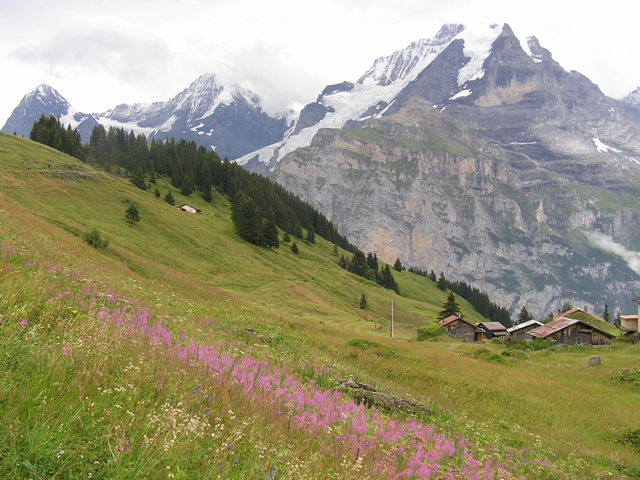 スイスアルプスの可憐な花たちの印象 その アルメントフーベル ミューレン2004 スイスの旅行記 ブログ By Tsunetaさん フォートラベル スイスアルプスの可憐な花たちの印象 その アルメントフーベル ミューレン2004 スイスの旅行記 ブログ By Tsunetaさん フォートラベル