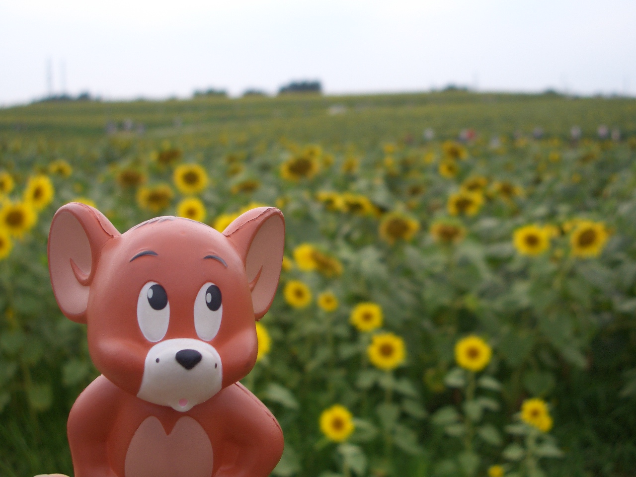 松島夕涼みクルーズと仙台七夕 ひまわりの丘 宮城県の旅行記 ブログ By うるるんさん フォートラベル