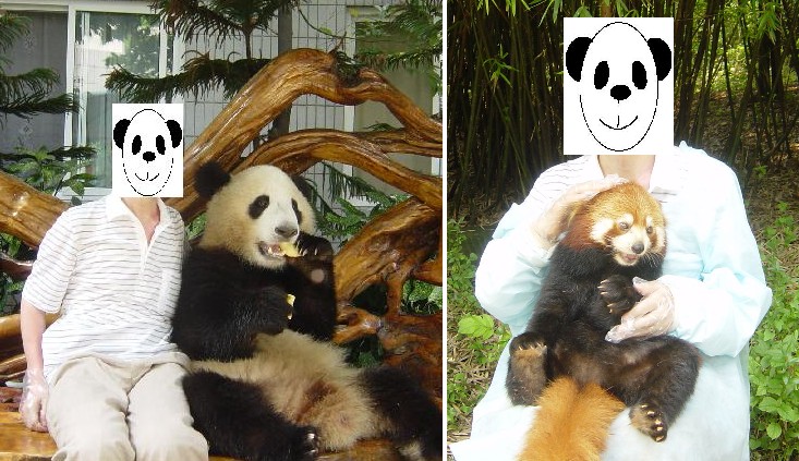 中国 成都 パンダとレッサーパンダに逢う旅 成都 中国 の旅行記 ブログ By いのうえさん フォートラベル 中国 成都 パンダとレッサーパンダに逢う旅 成都 中国 の旅行記 ブログ By いのうえさん フォートラベル