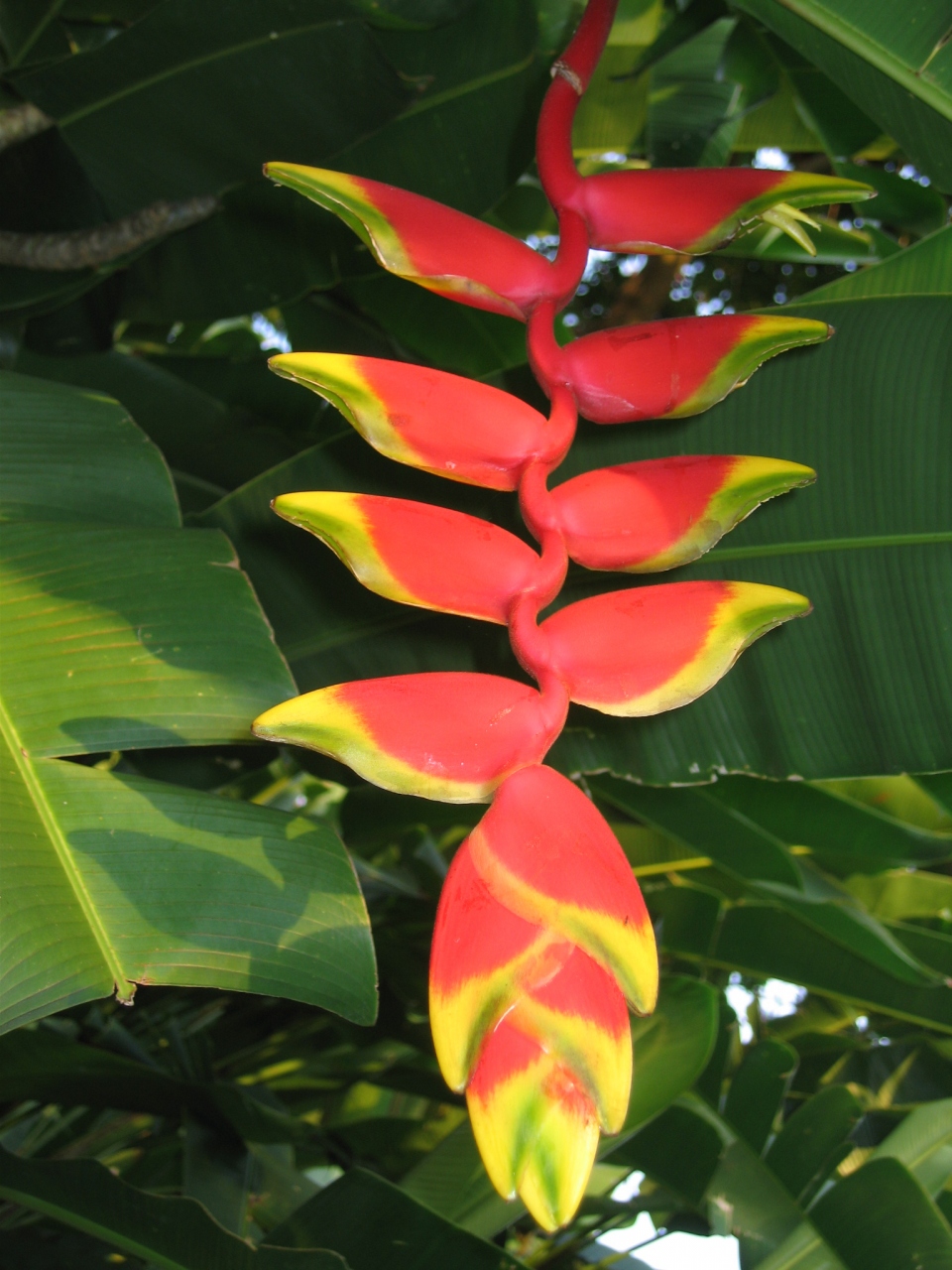 Bali05魅美 3 南国の花 色いろ その姿形の面白さ 赤 白 黄色に輝いて バリ島 インドネシア の旅行記 ブログ By マキタンさん フォートラベル