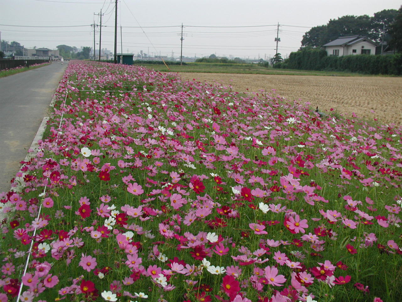 鷲宮町のコスモスロードでウォーキング 埼玉県の旅行記 ブログ By いっちゃんさん フォートラベル