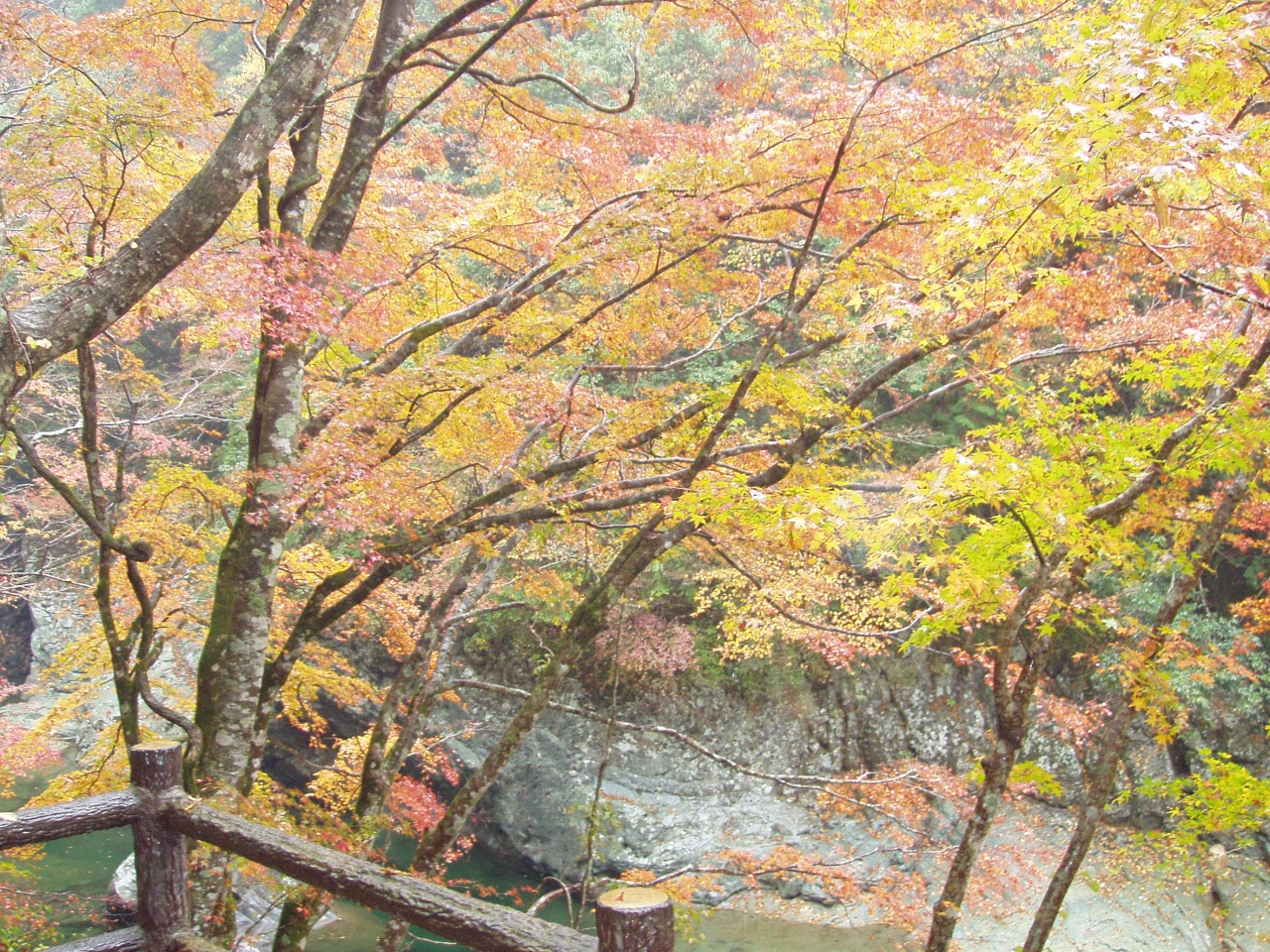 紅葉 平家落人伝説の里 祖谷と石鎚山 祖谷渓 かずら橋 大歩危 徳島県 の旅行記 ブログ By Naniwa Ladyさん フォートラベル 紅葉 平家落人伝説の里 祖谷と石鎚山 祖谷渓 かずら橋 大歩危 徳島県 の旅行記 ブログ By Naniwa Ladyさん フォートラベル