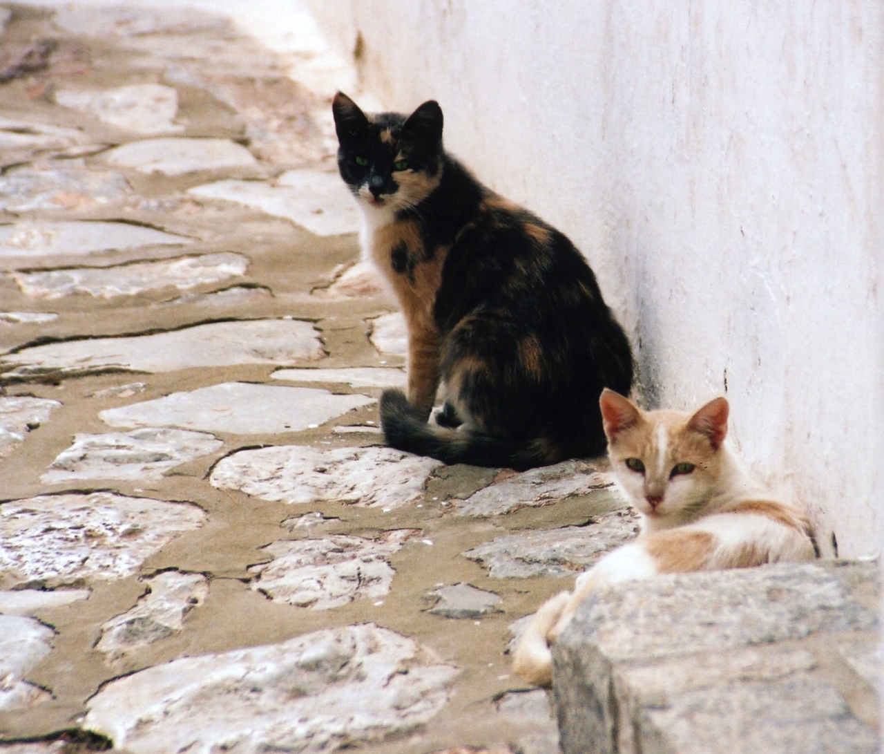 地球に島めぐりー３１島目 ギリシャ イドラ島ー１０１猫ちゃん ３ その他の都市 ギリシャ の旅行記 ブログ By 鉄人６０さん フォートラベル