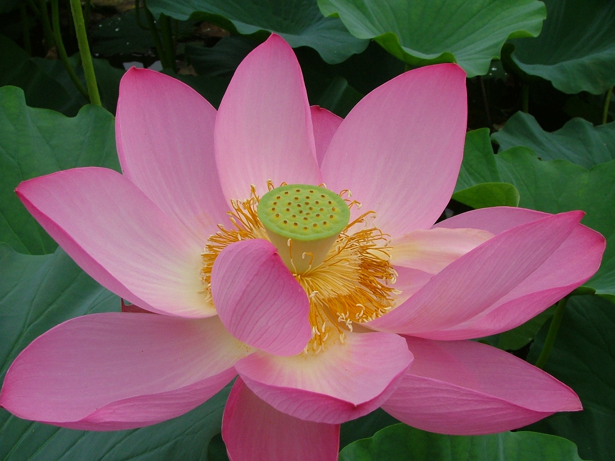 蓮の花を見に行く 宮城県の旅行記 ブログ By Bmさん フォートラベル