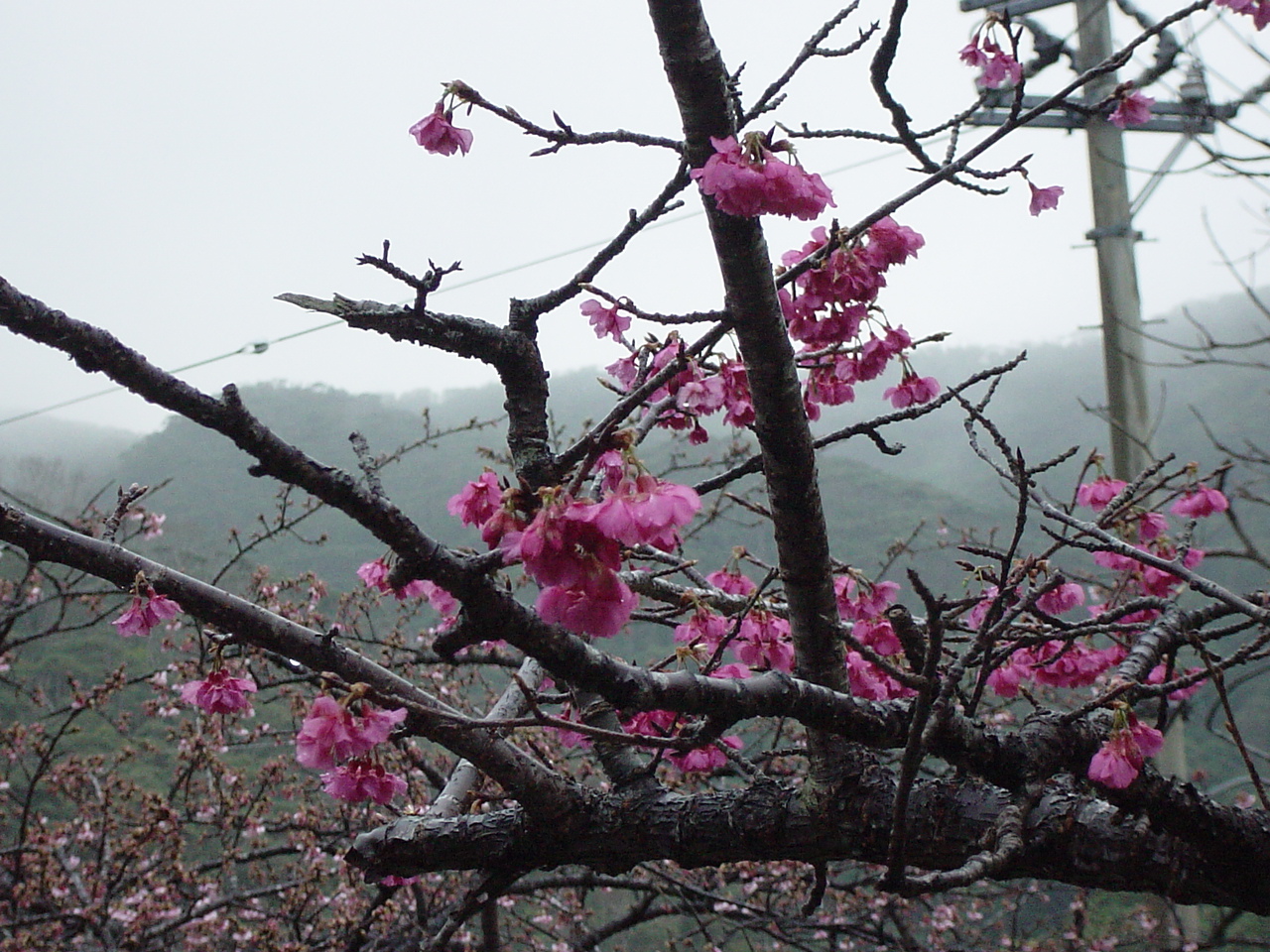 沖縄 日本一早い桜まつり 沖縄県の旅行記 ブログ By Rainyさん フォートラベル 沖縄 日本一早い桜まつり 沖縄県の旅行記 ブログ By Rainyさん フォートラベル