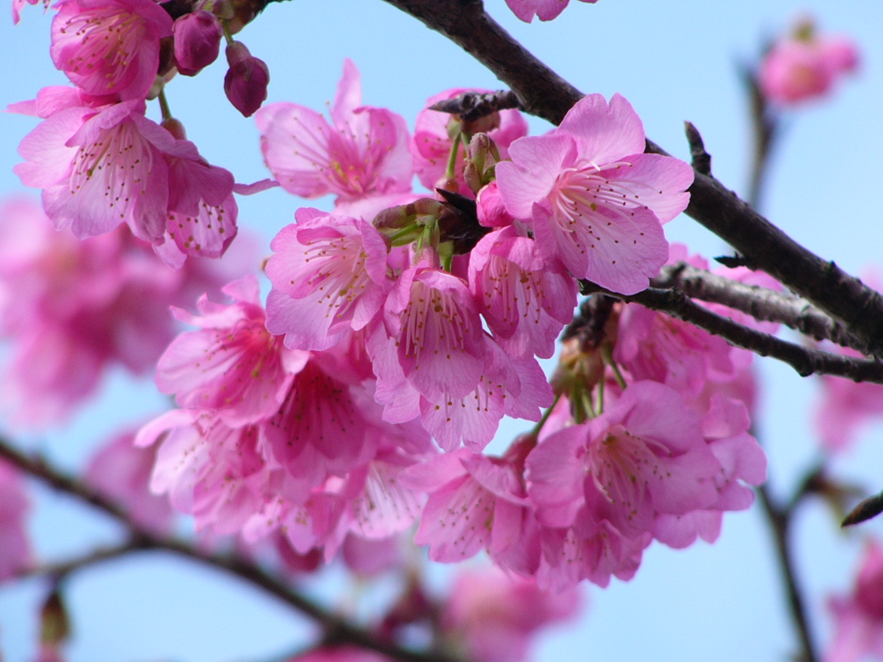 桜 梅を楽しむ 沖縄県の旅行記 ブログ By きちさん フォートラベル 桜 梅を楽しむ 沖縄県の旅行記 ブログ By きちさん フォートラベル