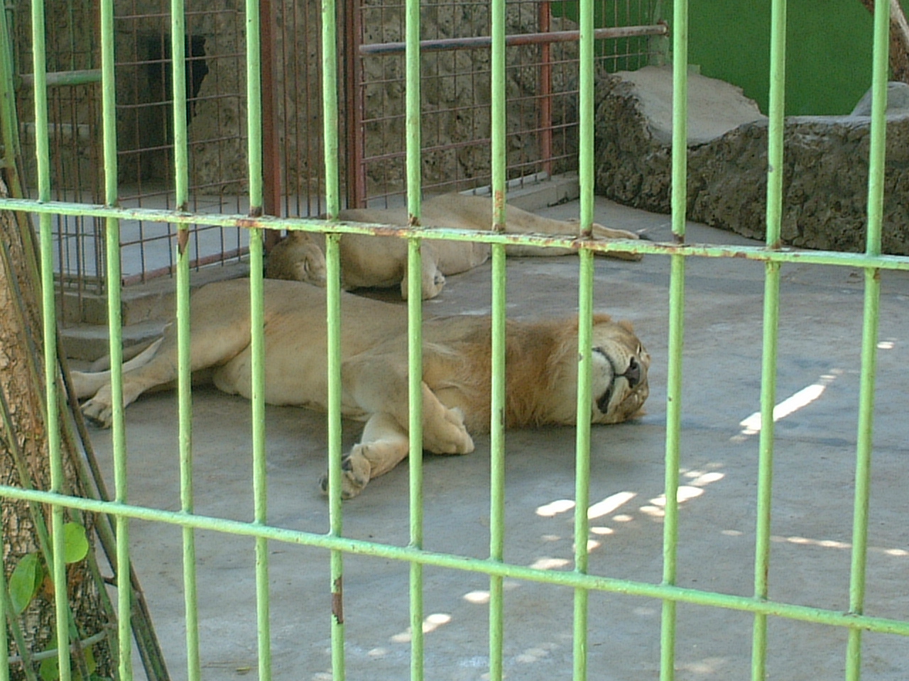 ドバイへ新婚旅行 5 ドバイ動物園 市内の様子 ドバイ アラブ首長国連邦 の旅行記 ブログ By つーつーさん フォートラベル ドバイへ新婚旅行 5 ドバイ動物園 市内の様子 ドバイ アラブ首長国連邦 の旅行記 ブログ By つーつーさん フォートラベル