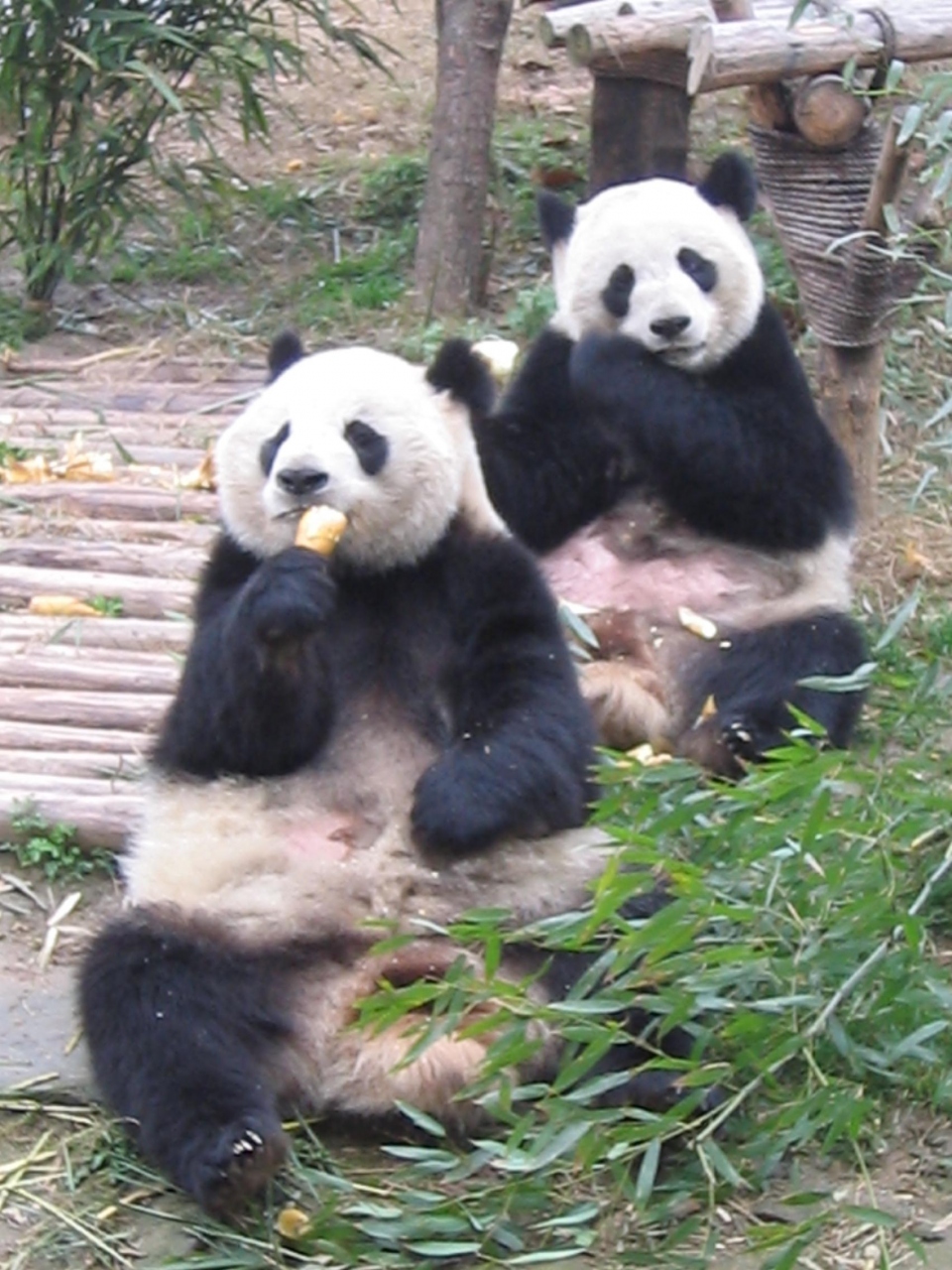 06年2月 香港 成都13日間の旅 成都パンダ基地編 成都 中国 の旅行記 ブログ By モエさん フォートラベル