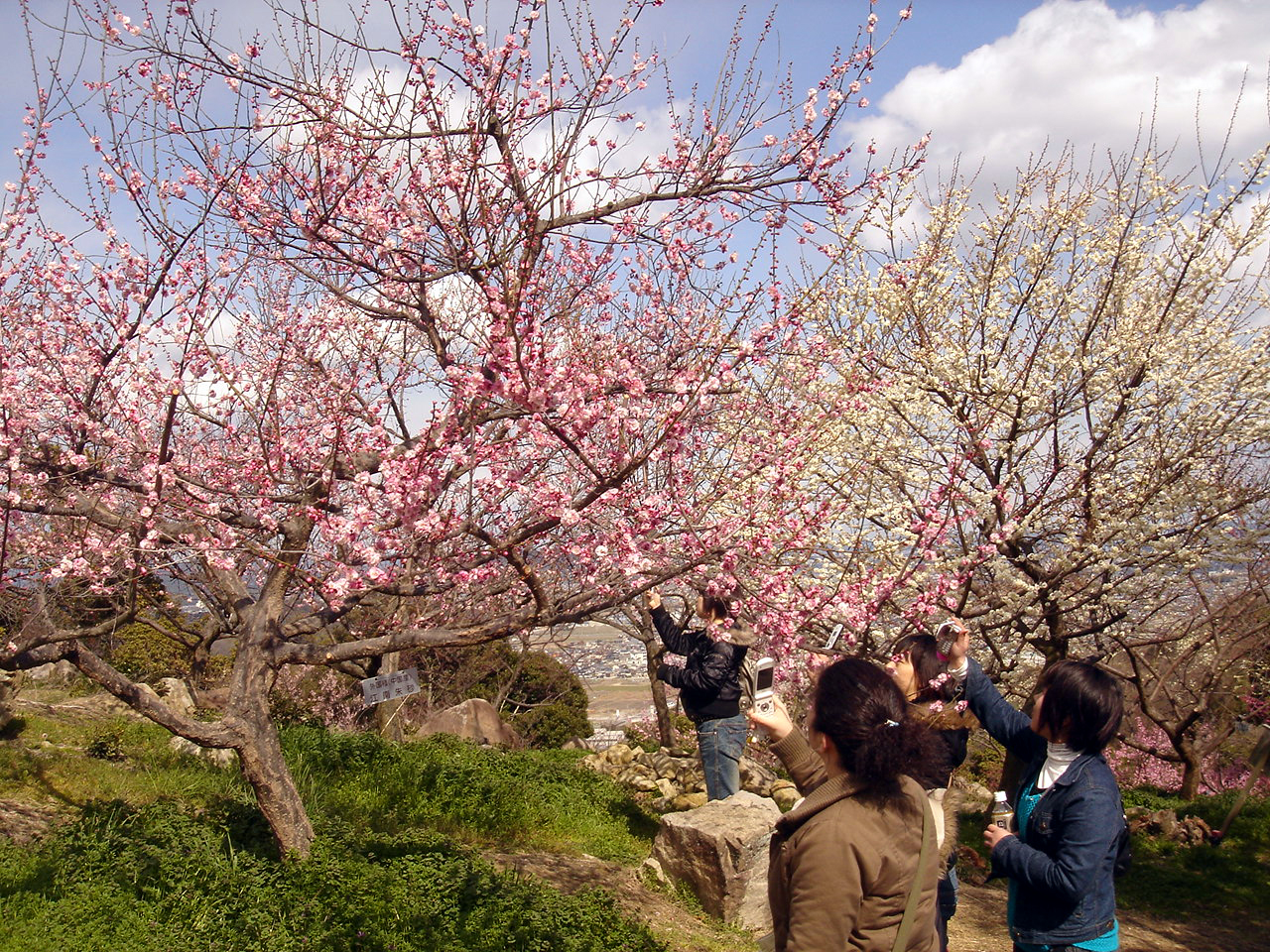 兵庫県御津町室津の 世界の梅公園 兵庫県の旅行記 ブログ By Alcatさん フォートラベル 兵庫県御津町室津の 世界の梅公園 兵庫県の旅行記 ブログ By Alcatさん フォートラベル