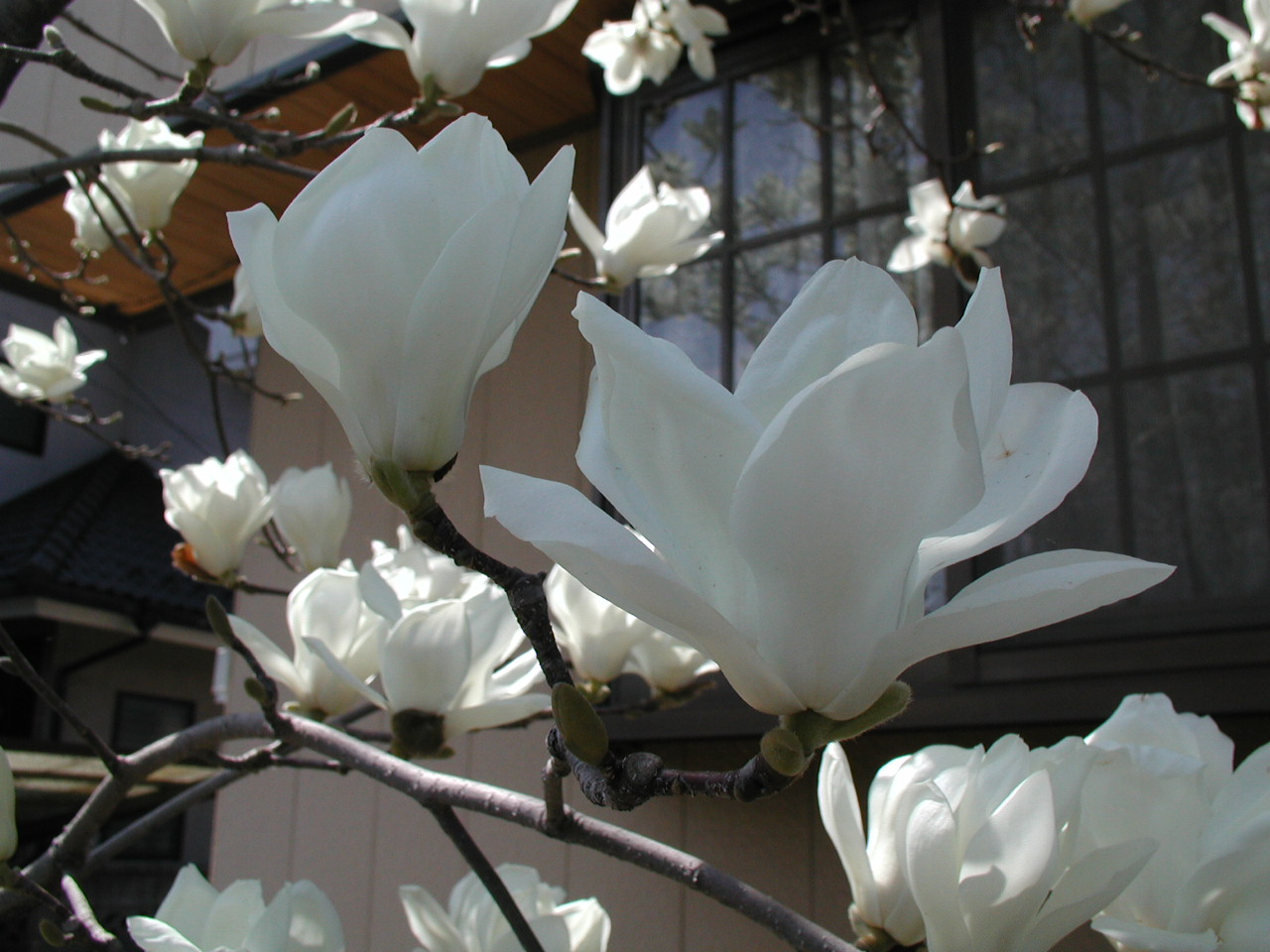 野の花 庭の花に誘われて その1 埼玉県の旅行記 ブログ By いっちゃんさん フォートラベル 野の花 庭の花に誘われて その1 埼玉県の旅行記 ブログ By いっちゃんさん フォートラベル